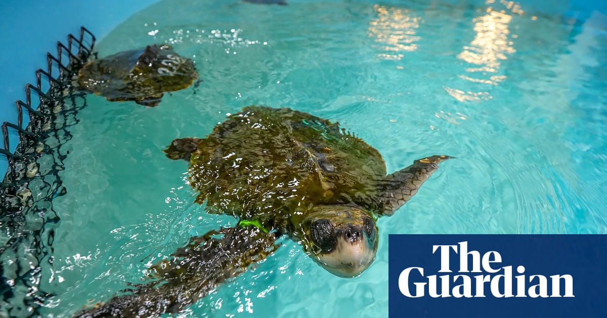 ‘They’re stuck’: Cape Cod seeing more whale, turtle and dolphin strandings | Massachusetts ‘They’re stuck’: Cape Cod seeing more whale, turtle and dolphin strandings | Massachusetts