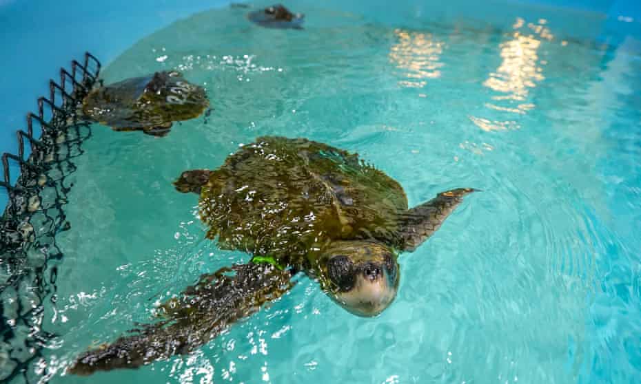 Kemp's ridley sea turtles swim in a tank at New England Aquarium's Sea Turtle hospital, in Quincy, Massachusetts, in November. 