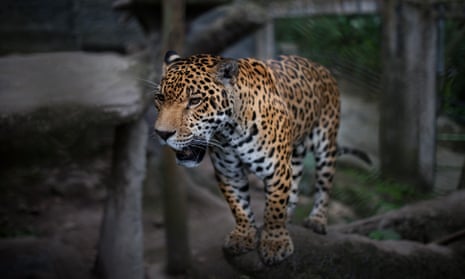 A Jaguar rescued from the illegal trafficking at Santa Cruz Foundation, San Antonio, Cundinamarca, Colombia on 2 August 2019.
