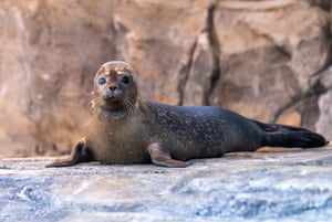 Laika, a two-month-old seal pup, awaits release from SEA LIFE Hunstanton, UK, into the North Sea following seven weeks of round-the-clock care. The pup has made a remarkable recovery from critical condition to become a thriving young seal ready for independence. Found suffering from multiple wounds, parasites and fever on 11 August, Laika weighed just 11kg - well below the healthy weight for her age. Now tipping the scales at over 20kg, she has gained the vital strength and body condition needed to survive in the wild