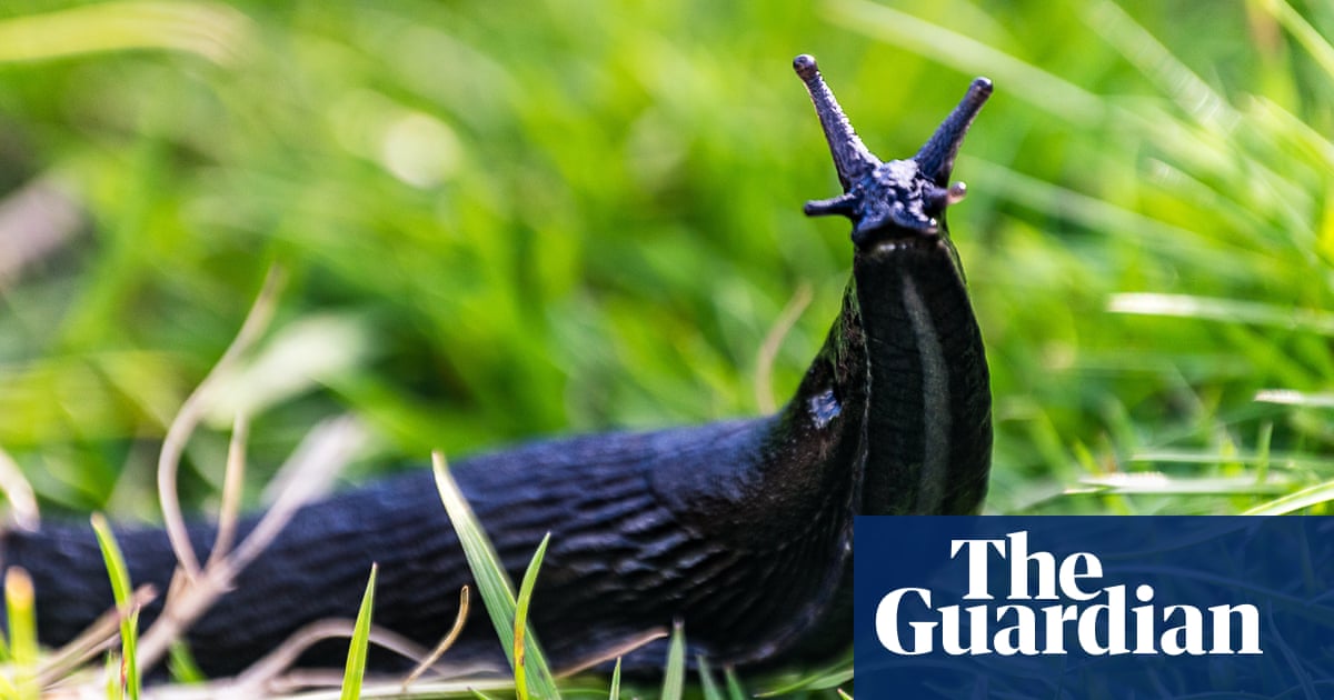 ‘Planet friendly’: RHS to no longer class slugs and snails as pests