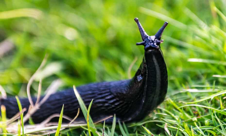 A black  slug