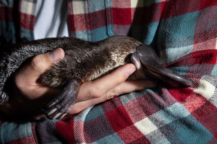Many people go their whole lives without seeing a platypus in the wild. We just saw four in one night Many people go their whole lives without seeing a platypus in the wild. We just saw four in one night