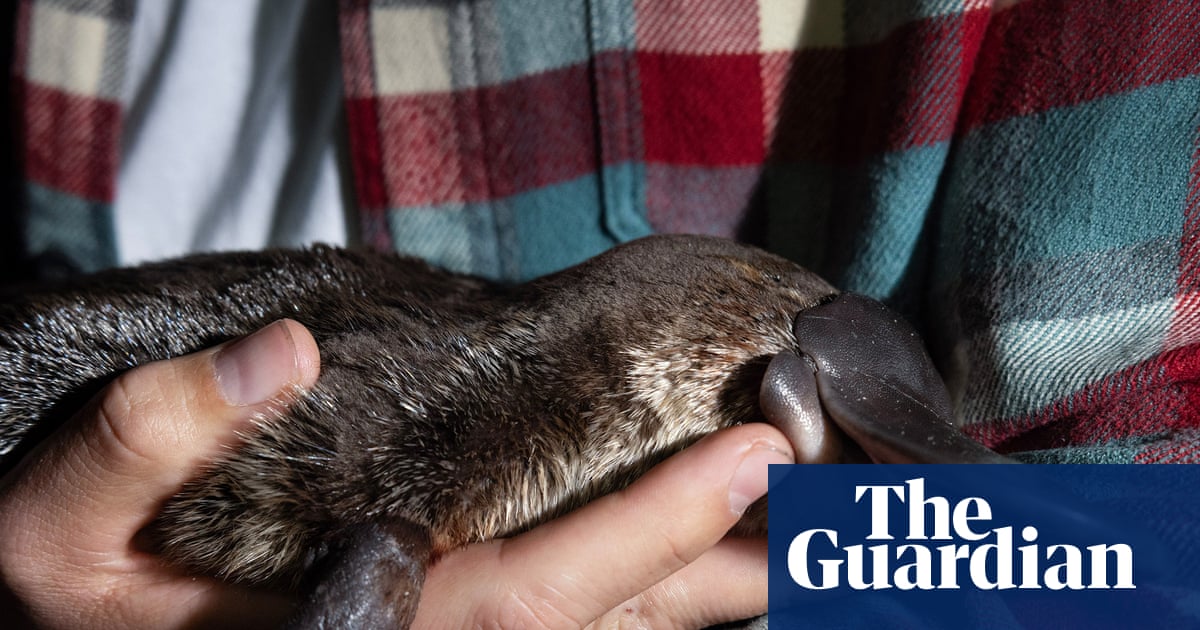 Many people go their whole lives without seeing a platypus in the wild. We just saw four in one night