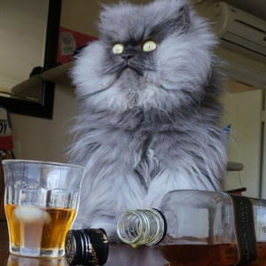 Colonel Meow was dubbed ‘the world’s angriest cat’.
