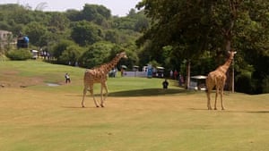 Duas girafas entraram no buraco 18 durante o torneio Ladies European Tour no Quênia. O Magical Kenya Ladies Open é realizado em Vipingo Ridge, que se tornou um santuário de vida selvagem em 2020, o que significa que girafas e outros animais agora são vistos com frequência no percurso