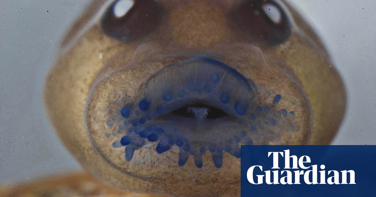 Scientists Find Tree Frog Believed Extinct For More Than 100 Years