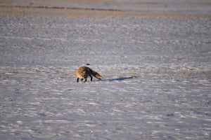 A red fox hunts in the snow in the Kars district of Turkey