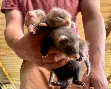 A close-up shot of Michael’s chest and arms, with one hand in the foreground holding three ferret kits.