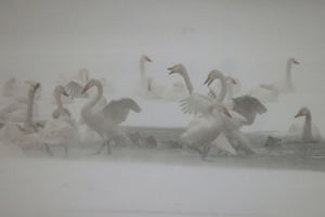 Cisnes dançam na neve no Lago dos Cisnes em Rongcheng, China