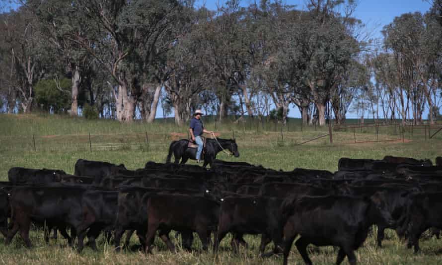 Australian cattle