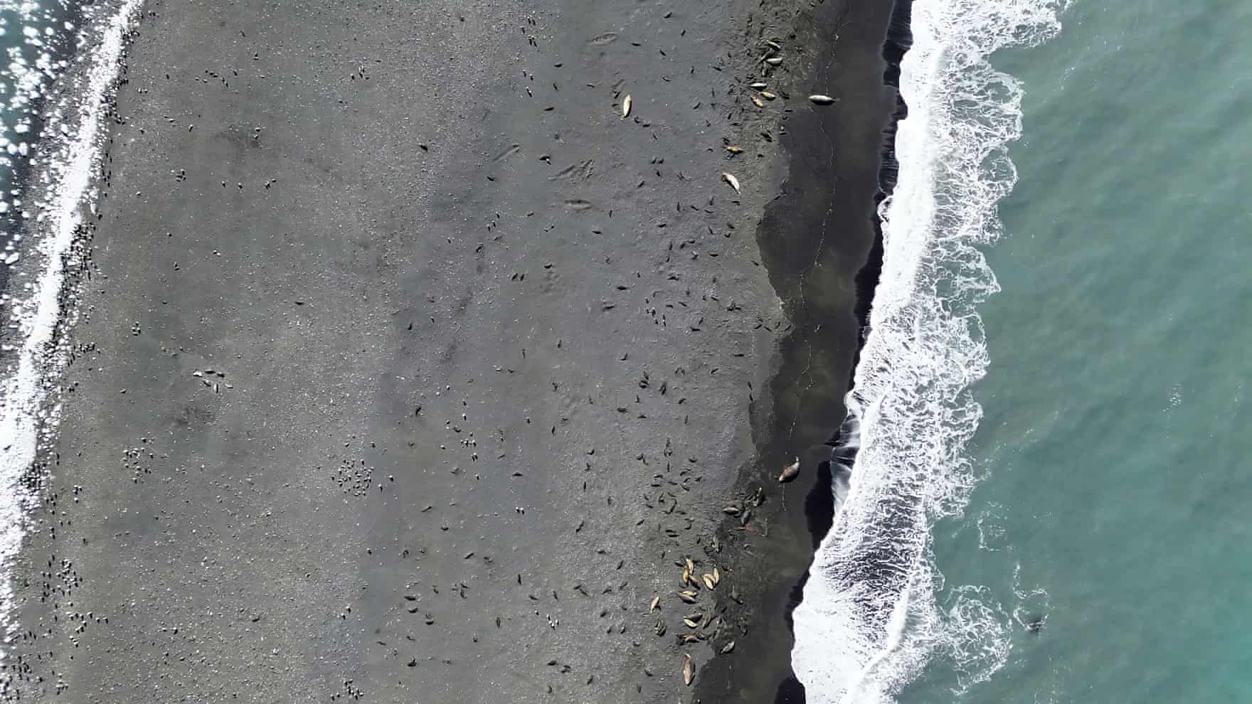 A mass mortality event of southern elephant seals was found at Capsize Beach in Heard Island’s south-east.
