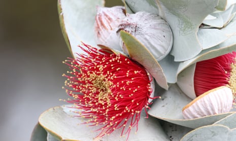 The mottlecah or rose of the west (Eucalyptus macrocarpa) is native to Western Australia.