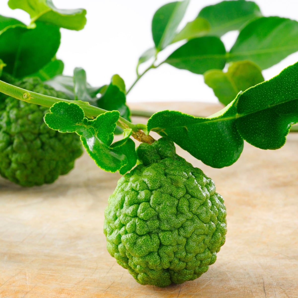 Makrut Lime The Weird And Wonderful Citrus At The Heart Of Thai Flavours Thai Food And Drink The Guardian,Hognose Snake For Sale