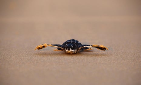 A newly hatched leatherback sea turtle makes its way into a sea for the first time at a beach in Phang-nga district, Thailand, on 28 March.