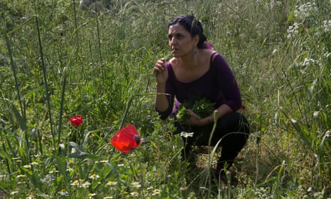 Vivien Sansour collects fennel and mint on her plot in Battir. 