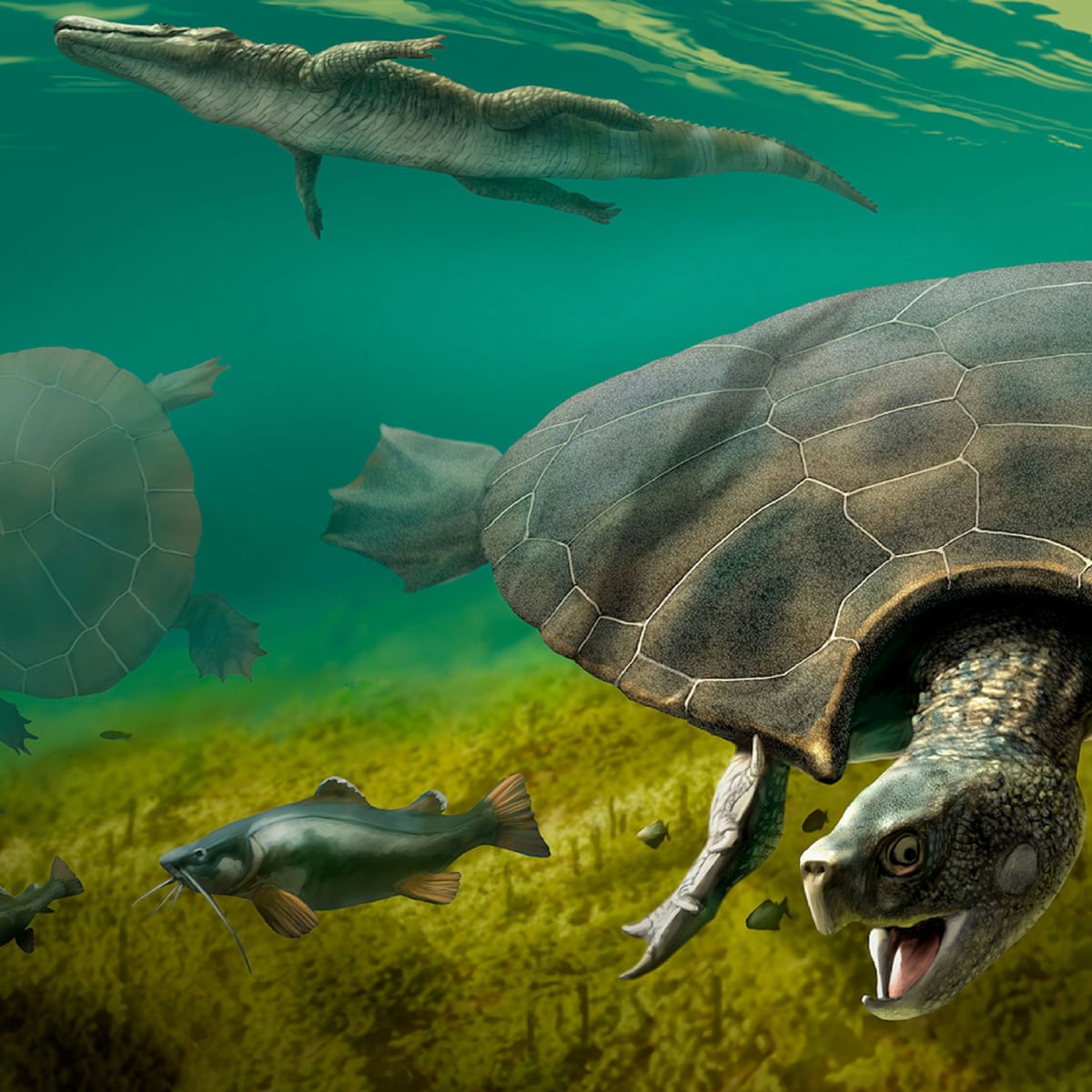 Fossils Shed New Light On Car Sized Turtle That Once Roamed South America Fossils The Guardian Fossils Shed New Light On Car Sized Turtle That Once Roamed South America Fossils The Guardian