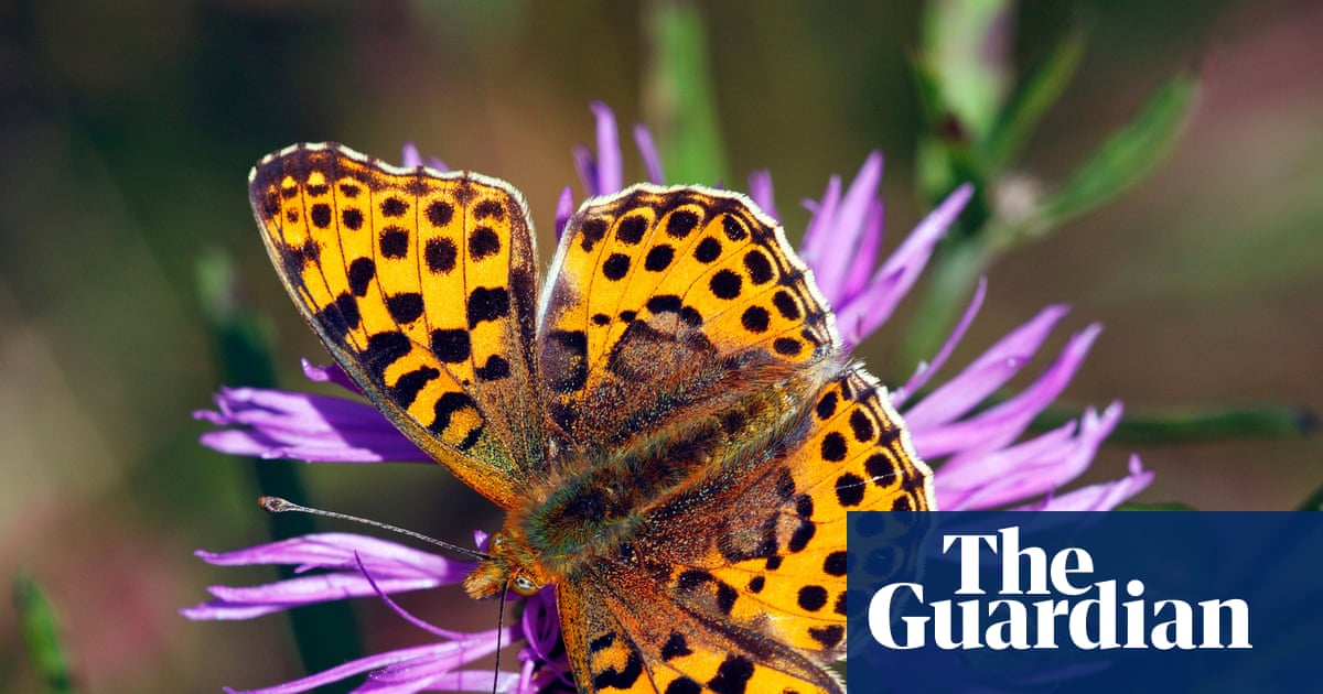 Queen of Spain butterfly invades Britain – but will it become native?
