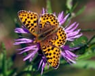Queen of Spain butterfly invades Britain – but will it become native?