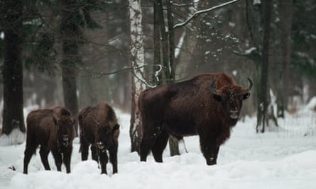 The last wild herd of bison in Europe roam the snowy Bialowieza forest.