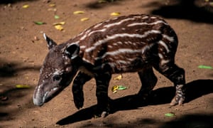 The tapir