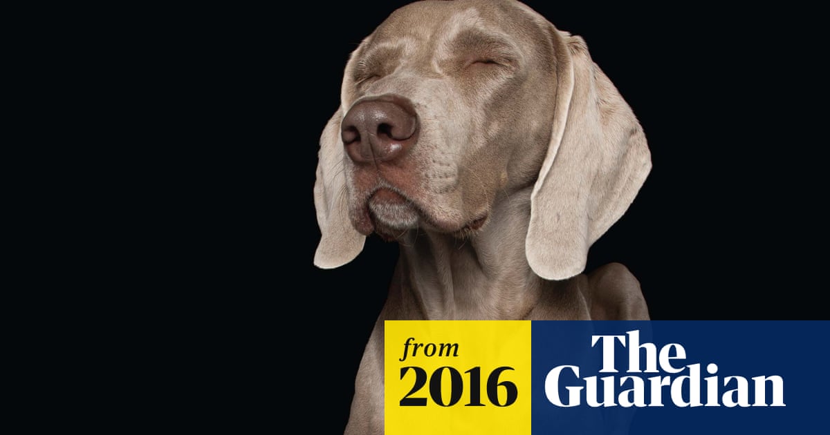 Zen Dogs: relaxed pooches captured in spontaneous canine bliss – in pictures