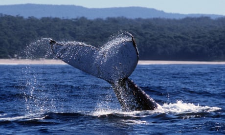 BULTRUGGEN<br>Een reuze Bultrugwalvis flaps zijn reusachtige staart in een nevel in wateren van Baai Jervis, 100 mijlen (160 kilometers) zuiden van Sydney Australië, 15 Juli, 1999. De walvis maakte deel uit van een peul die noordwaarts van de Zuidpool naar hun afkalvende wateren in Zuid-Queensland migreerden. (AP Photo/Tony Karacsonyi)**MAGAZINES UIT**