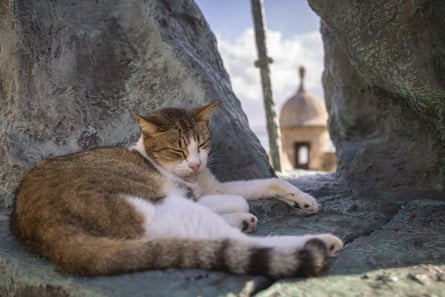 Tan and white cat sleeps in stone crevice with a building in background