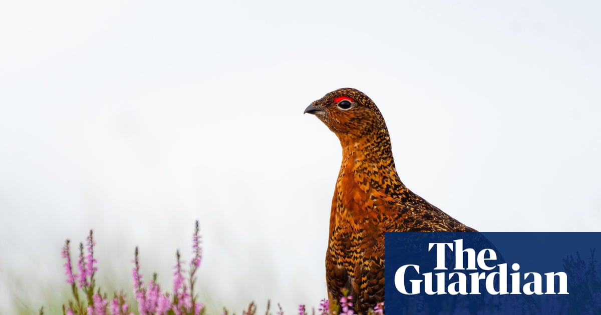 New licensing for game shoots could stop poisoning of birds of prey