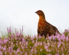 New licensing for game shoots could stop poisoning of birds of prey