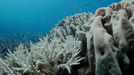 Great Barrier Reef suffering ‘most severe’ coral bleaching on record – video