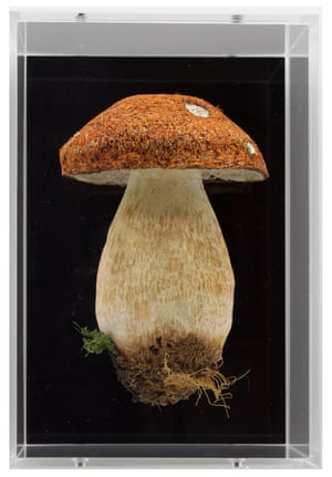 Mushroom and lichen woodland embroideries by artist Amanda Cobbett