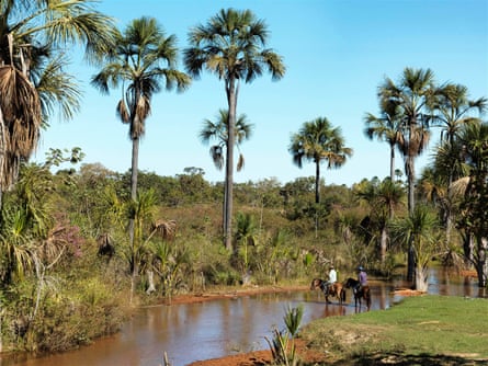 An unspoiled part of the Cerrado at Serra das Araras, Mata Grosso state.