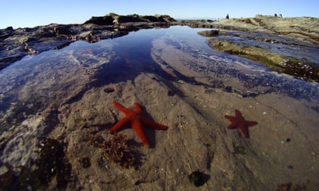 Starfish in a rockpool