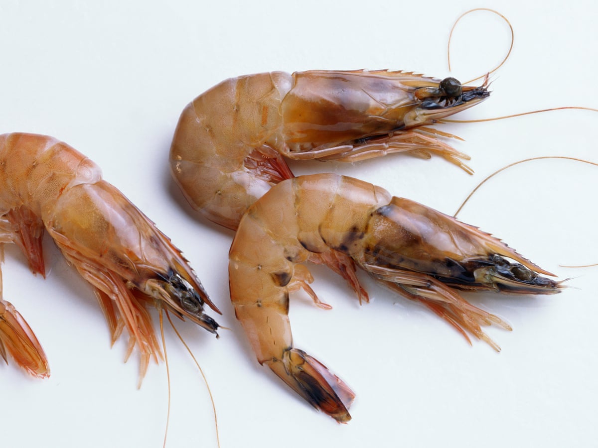 Wild Caught Queensland Prawns Off The Sustainable Seafood Menu Conservation The Guardian