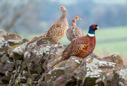 Cock pheasant and two hens