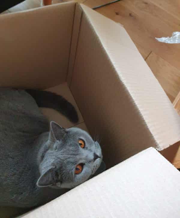 ‘Never naughty on purpose’ ... Bluebell.