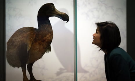 Unnatural selection: a dodo on display at the Natural History Museum in London.