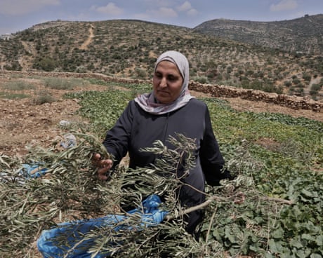 Ilhan Karajeh in a headscarf examines damaged plant stems in a field with hills in the background