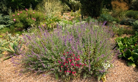 The Beth Chatto garden in Essex.