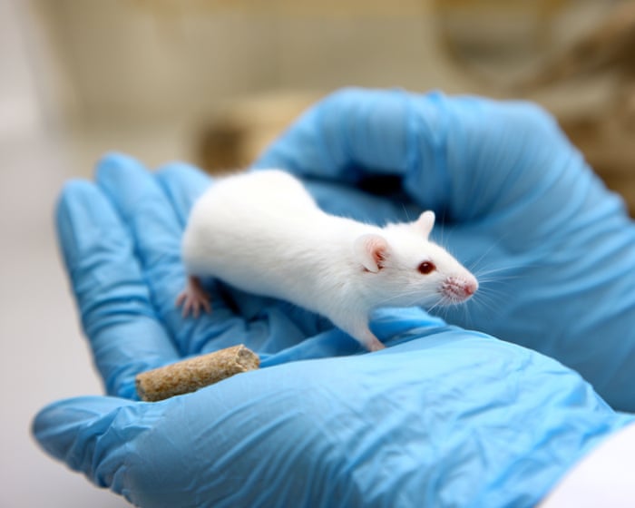 Is it the beginning of the end for animal testing? – podcast