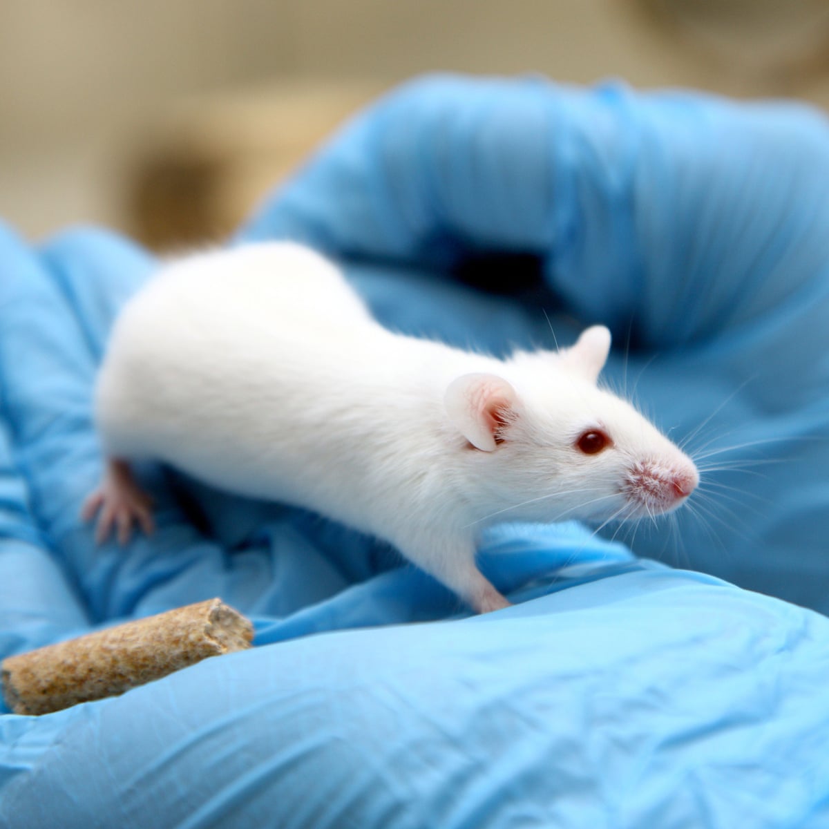 Drugs research hampered by substandard animal testing procedures | Drugs |  The Guardian
