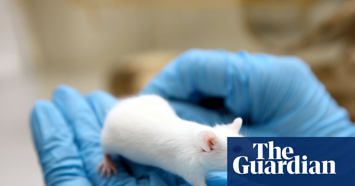 Why we have to continue with animal testing for medical research | Letters