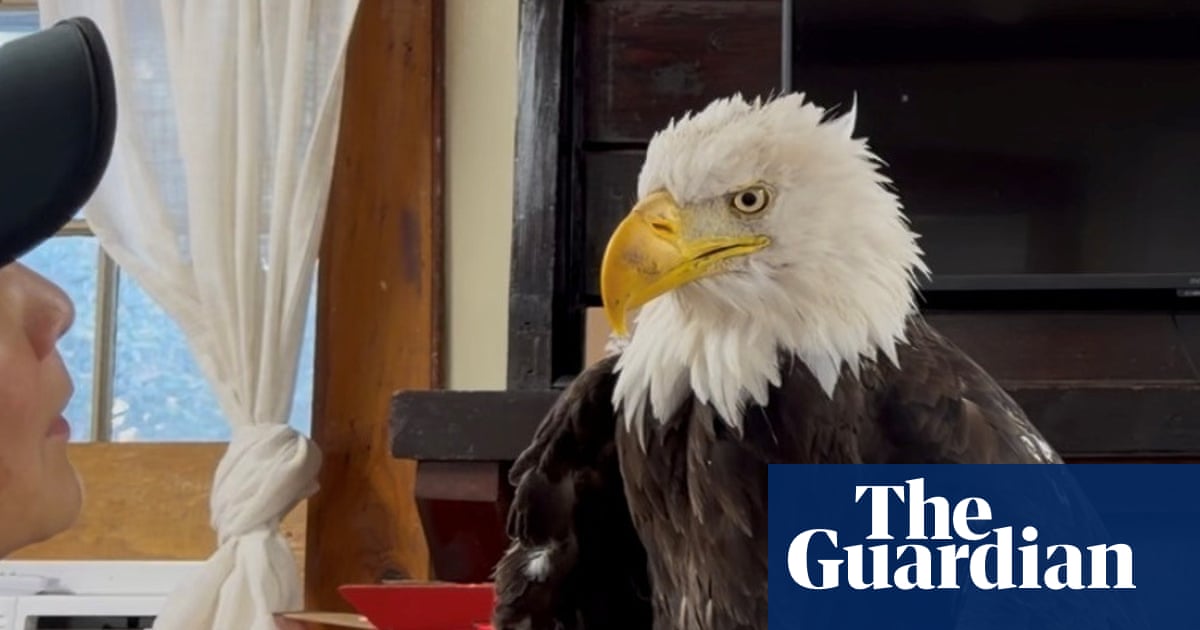 Jackie, a beloved bald eagle and livestream star, dies of mysterious illness