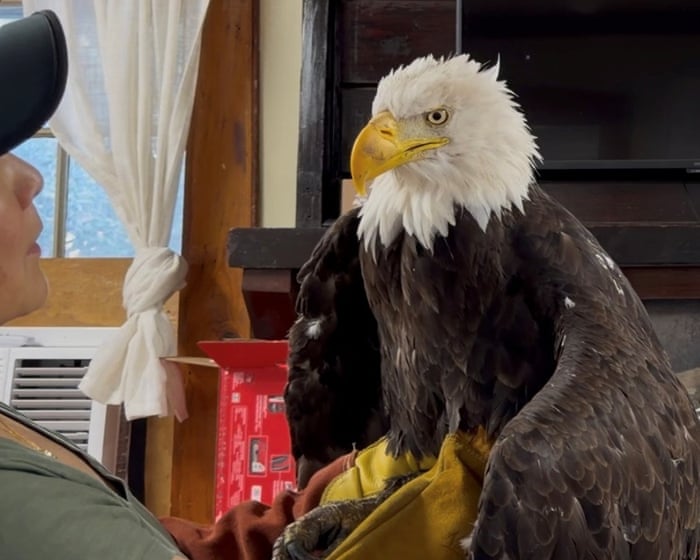 Jackie, a beloved bald eagle and livestream star, dies of mysterious illness — image supplied by The Guardian World's feed