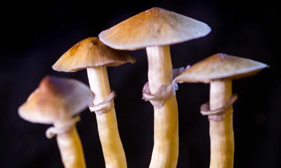 Psilocybe cubensis mushroom