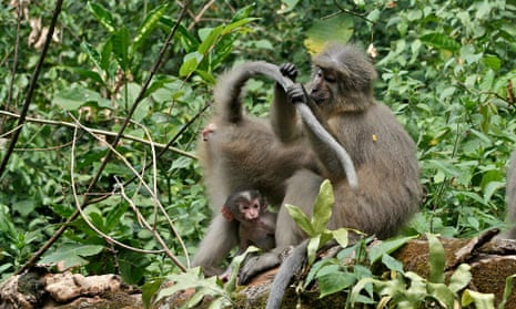 A adult Sanje mangabey monkey with baby in Udzungwa mountains national park, Tanzania.