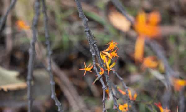 Long-flowered mistletoe.