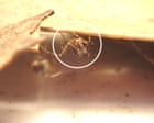 150 million years old and critically endangered: assassin spider stalks its prey – video