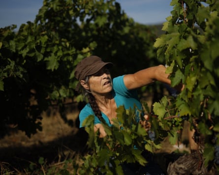 Women in a baseball cap cutting grapes off the vine on a bright morning
